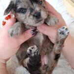 Elfa-female-froodle-puppy-for-sale- (5)