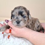 Elfa-female-froodle-puppy-for-sale- (6)
