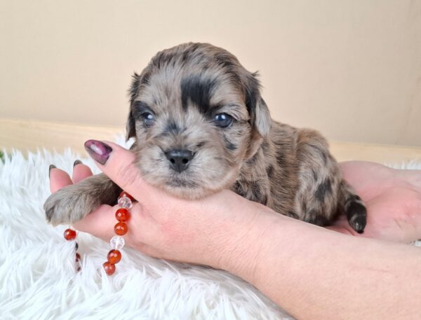 Elfa Froodle Elfa Froodle