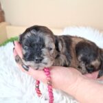 Ellis-female-froodle-puppy-for-sale- (1)