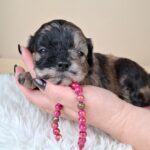 Ellis-female-froodle-puppy-for-sale- (2)