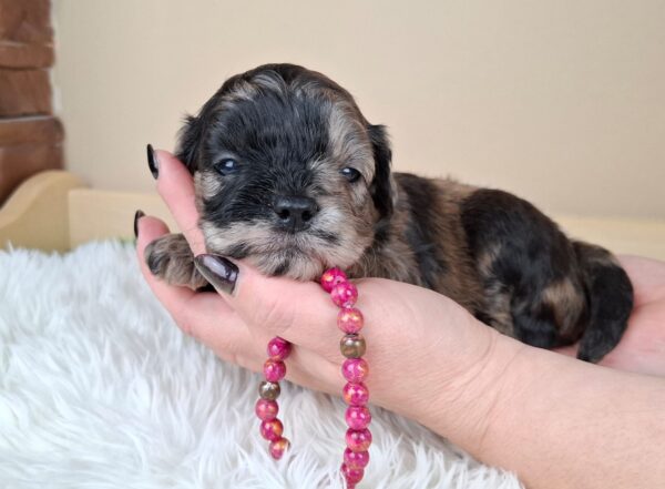 Ellis Froodle Ellis Froodle