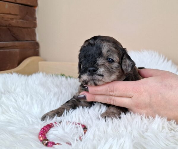 Ellis Froodle Ellis Froodle