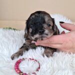 Ellis-female-froodle-puppy-for-sale- (4)