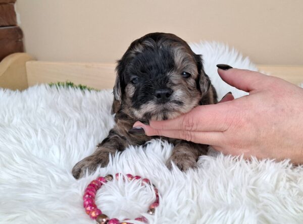 Ellis Froodle Ellis Froodle