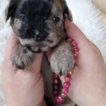 Ellis-female-froodle-puppy-for-sale- (5)