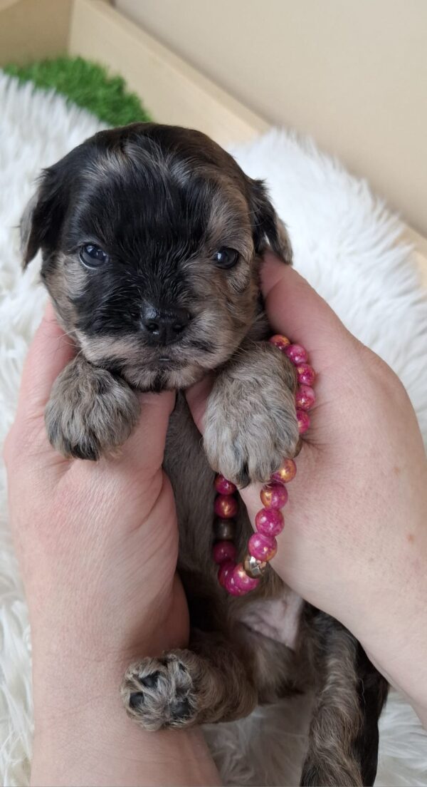 Ellis Froodle Ellis Froodle