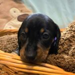 Ellis-female-miniature-dachshund-puppy-for-sale-1 (2)