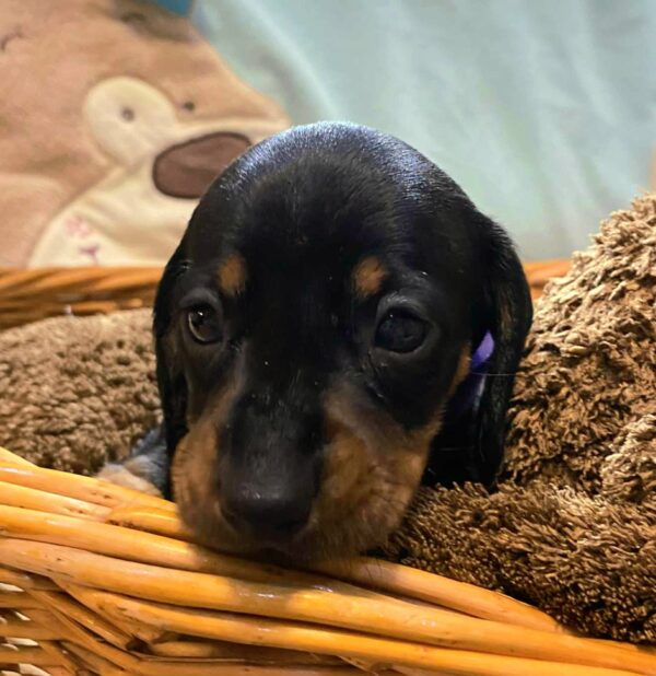 Ellis Miniature Dachshund Ellis Miniature Dachshund