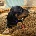 Ellis-female-miniature-dachshund-puppy-for-sale-1 (3)