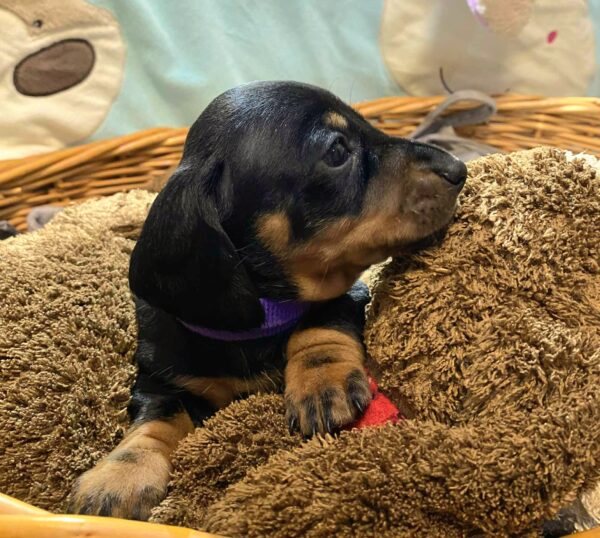 Ellis Miniature Dachshund Ellis Miniature Dachshund