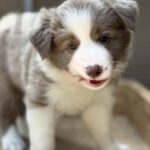 Elvis-male-Border-Collie-puppy-for-sale-1