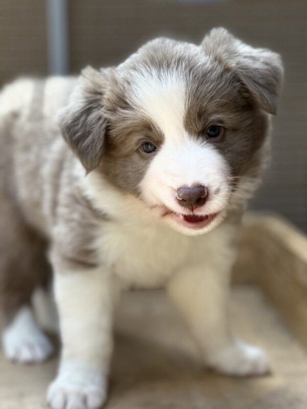 Elvis Border Collie Elvis Border Collie