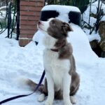 Elvis-male-Border-Collie-puppy-for-sale-2