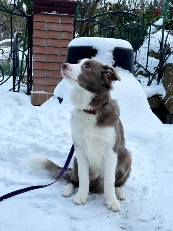 Elvis Border Collie Elvis Border Collie