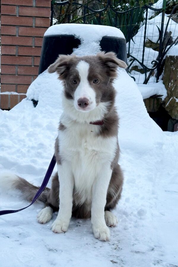 Elvis Border Collie Elvis Border Collie
