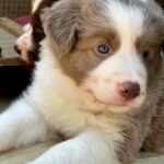 Elvis-male-Border-Collie-puppy-for-sale-4