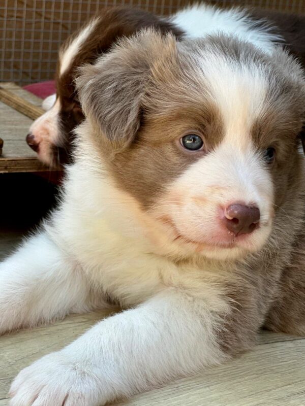 Elvis Border Collie Elvis Border Collie