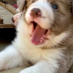 Elvis-male-Border-Collie-puppy-for-sale-5