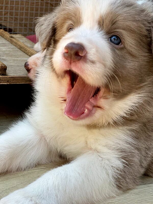 Elvis Border Collie Elvis Border Collie