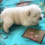 Emma-female-Chow-Chow-puppy-for-sale-1