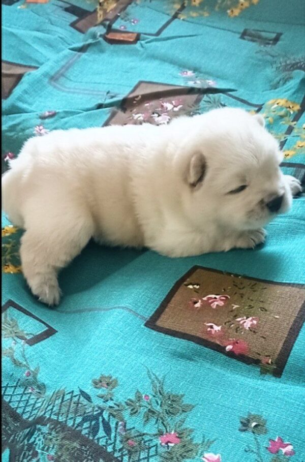 Emma Chow-Chow Emma Chow-Chow