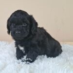 Eros-male-froodle-puppy-for-sale- (1)