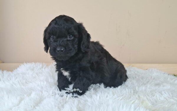 Eros Froodle Eros Froodle