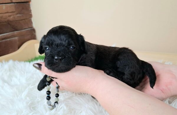 Eros Froodle Eros Froodle