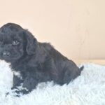 Eros-male-froodle-puppy-for-sale- (2)