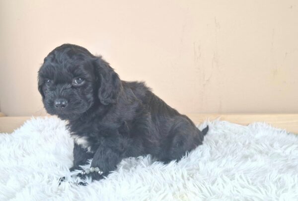 Eros Froodle Eros Froodle