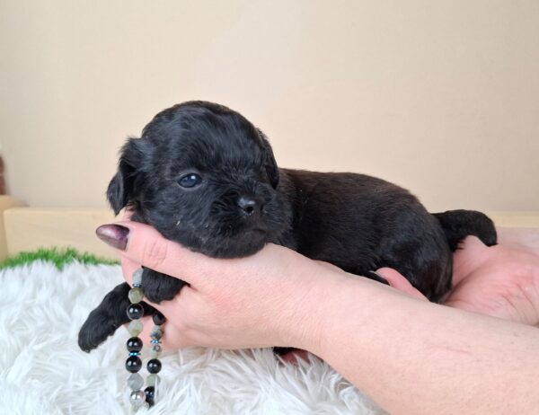 Eros Froodle Eros Froodle