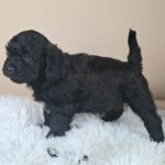Eros-male-froodle-puppy-for-sale- (3)