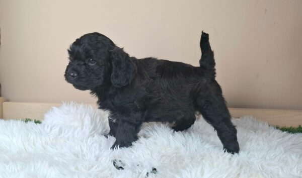 Eros Froodle Eros Froodle