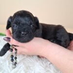 Eros-male-froodle-puppy-for-sale- (3)