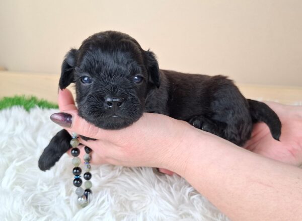 Eros Froodle Eros Froodle