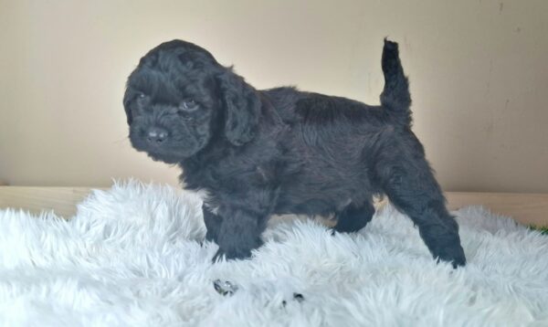 Eros Froodle Eros Froodle