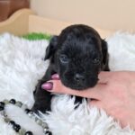 Eros-male-froodle-puppy-for-sale- (4)