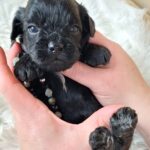 Eros-male-froodle-puppy-for-sale- (5)