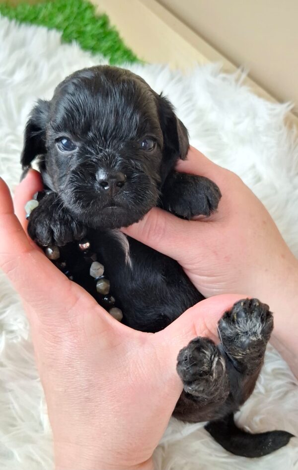 Eros Froodle Eros Froodle