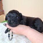 Eros-male-froodle-puppy-for-sale- (6)