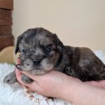Etoile-female-froodle-puppy-for-sale- (1)