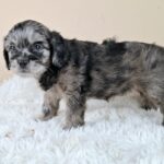 Etoile-female-froodle-puppy-for-sale- (1)