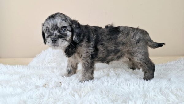 Etoile Froodle Etoile Froodle