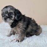 Etoile-female-froodle-puppy-for-sale- (2)