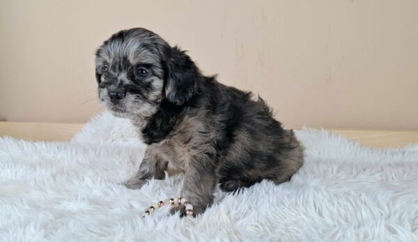 Etoile Froodle Etoile Froodle