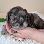 Etoile-female-froodle-puppy-for-sale- (2)