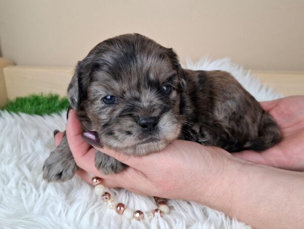 Etoile Froodle Etoile Froodle