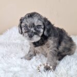 Etoile-female-froodle-puppy-for-sale- (3)