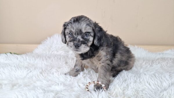 Etoile Froodle Etoile Froodle